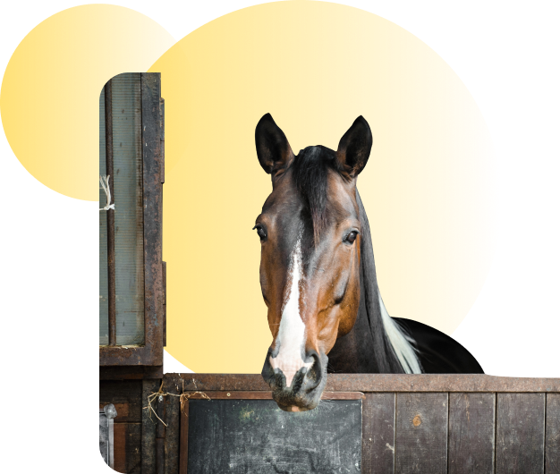 Haras Dobtree Les Ecuries De Saint Augustin Equitation La Crau PENSION BOX SORTIE PADDOCK JOURNALIERE