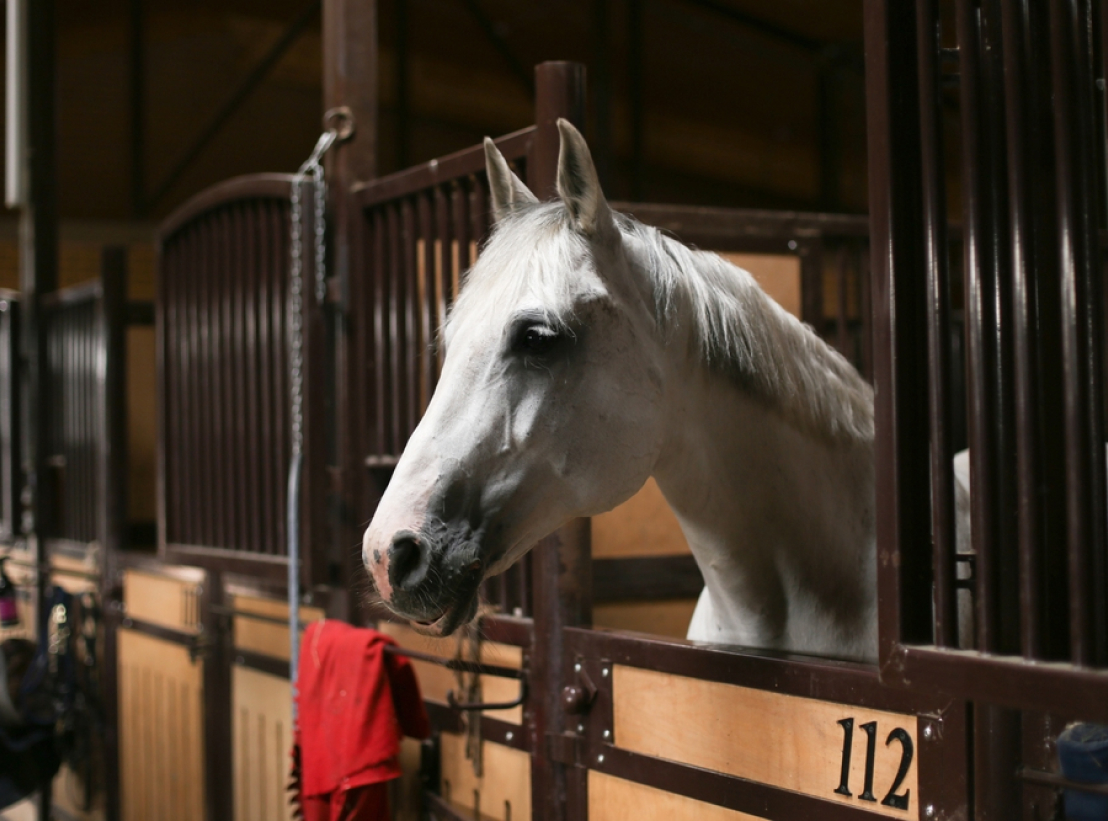 Haras Dobtree Les Ecuries De Saint Augustin Equitation La Crau Pension Chevaux