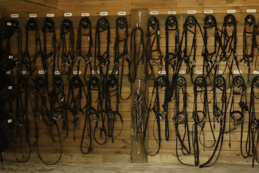 Haras Dobtree Les Ecuries De Saint Augustin Equitation La Crau Realisation 14