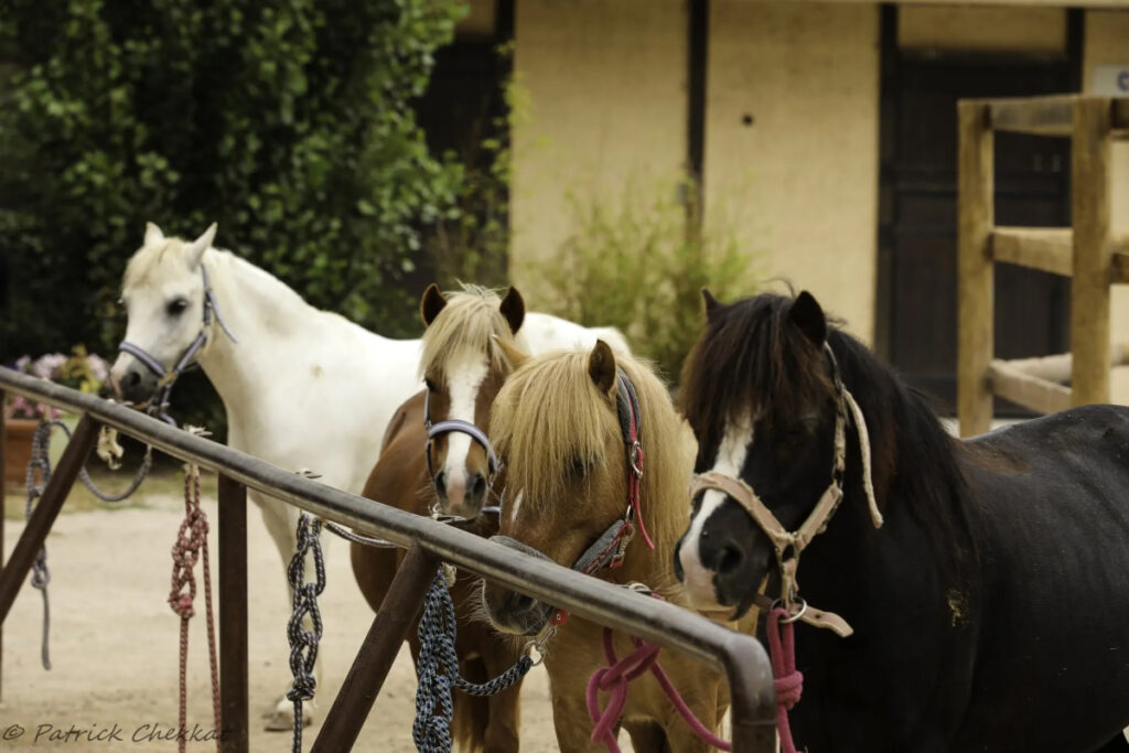 centre Equestre Le Pradet