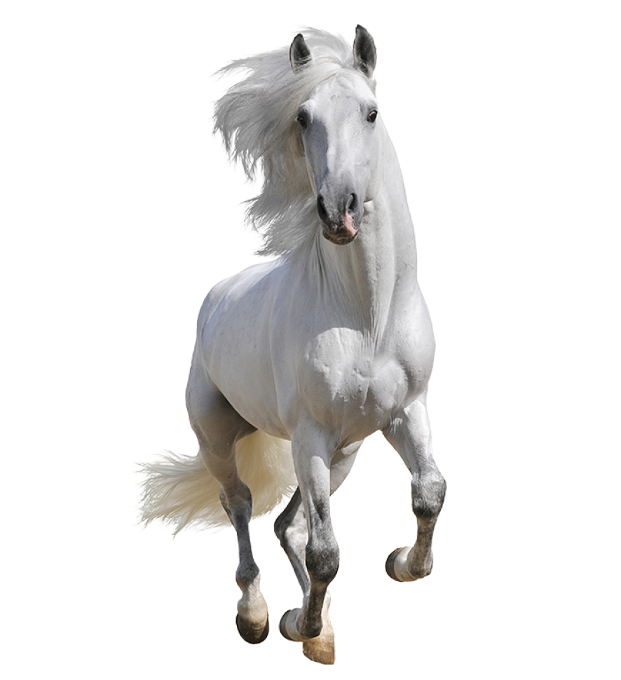 Haras Dobtree Les Ecuries De Saint Augustin Equitation La Crau Rejoignez Nous Sur